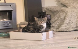 Domestic Shorthair cats for sale: Beautiful domestic short hair kittens for sale  - Image 11