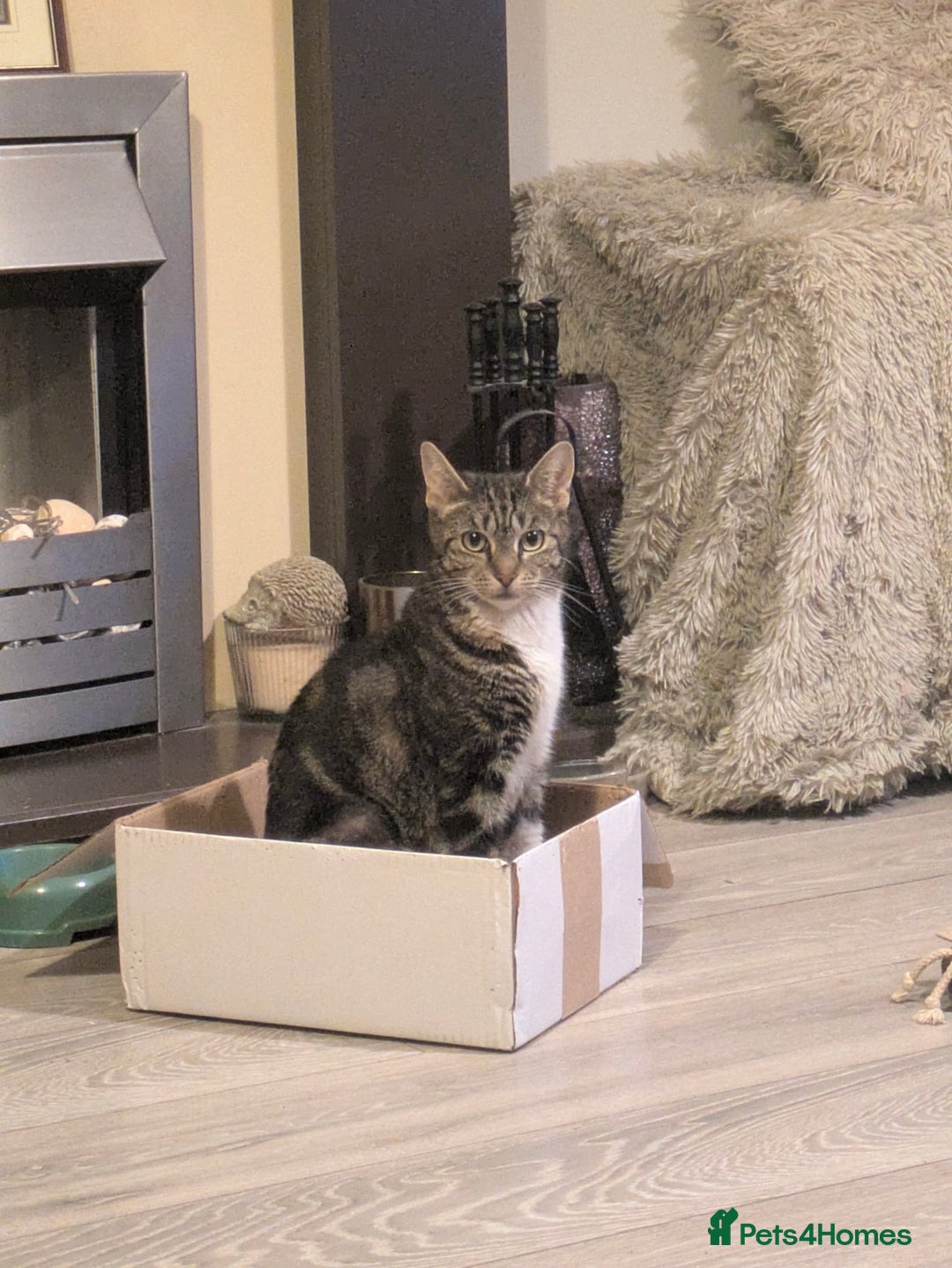 Domestic Shorthair cats for sale: Beautiful domestic short hair kittens for sale  - Image 11