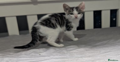 Mixed Breed cats - Advert 12