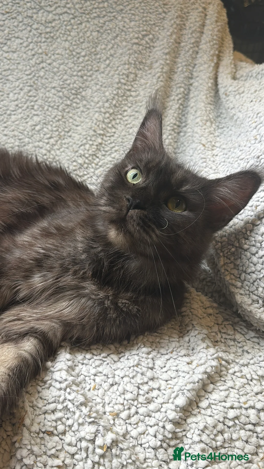 Maine Coon cats for sale: Beautiful maine coons - Advert 2