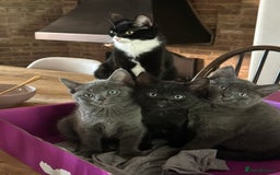 Domestic Shorthair cats for sale: Pretty little kittens - Image 3