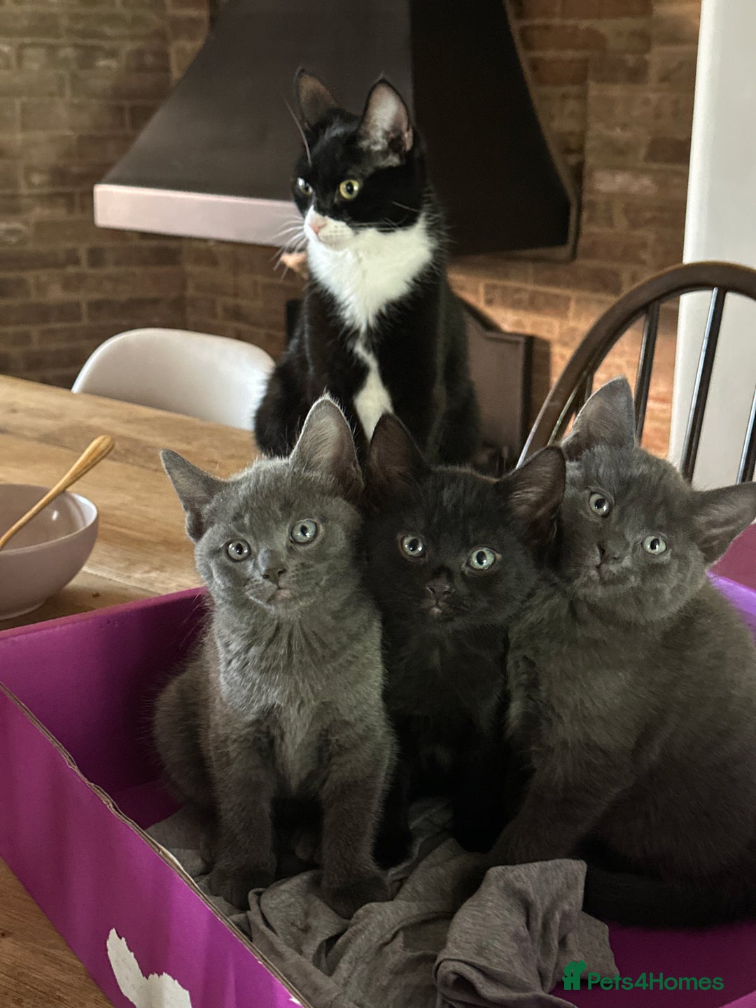 Domestic Shorthair cats for sale: Pretty little kittens - Image 3