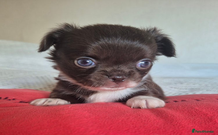 Chihuahua dogs - Advert 9