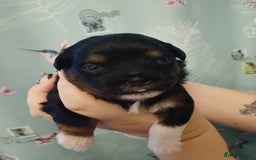 Mixed Breed dogs for sale: Stunning maltipoo x pug puppies  - Advert 8