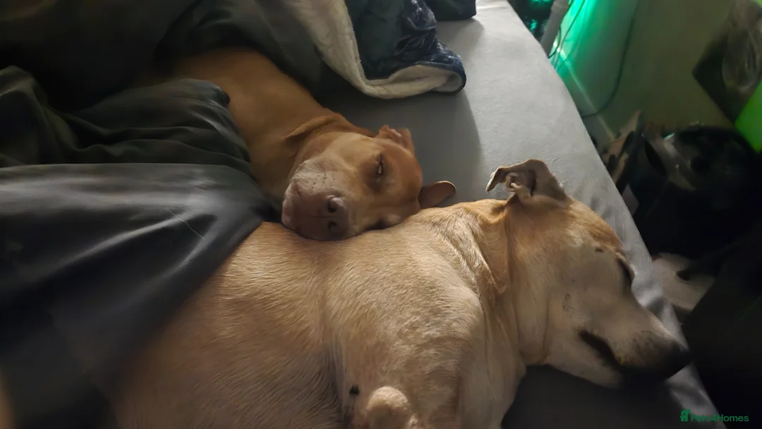 Staffordshire Bull Terrier dogs for stud: Large staffy for stud - Advert 1