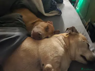 Staffordshire Bull Terrier dogs Large staffy for stud - Advert 1