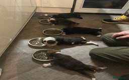 Old Tyme Bulldog dogs for sale: Old tyme bulldogs for sale - Image 1