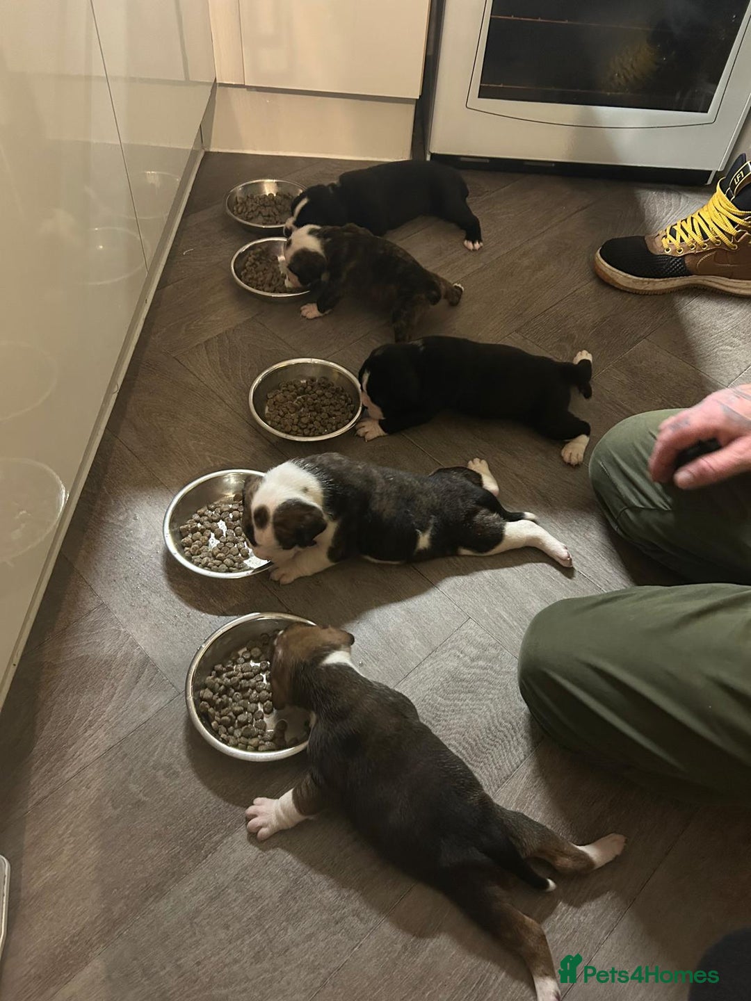 Old Tyme Bulldog dogs for sale: Old tyme bulldogs for sale - Image 1