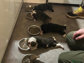 Old Tyme Bulldog dogs for sale - Advert 1