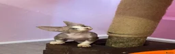Devon Rex cats for sale: Beautiful pure Devon Rex kittens  - Advert 4