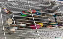 Budgerigars birds for sale: Budgies  - Advert 2