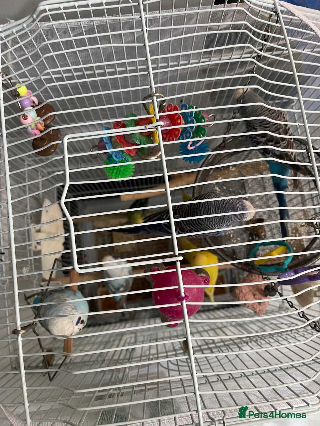 Budgerigars birds for sale: Budgies  - Advert 2