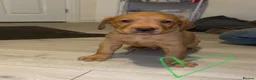 Labrador Retriever dogs for sale: 3 FoxRed Labrador Boys Available  - Advert 36