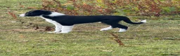 Border Collie dogs for sale: Working Collies - Advert 7