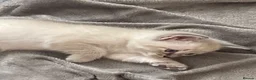 Mixed Breed cats for sale: Adorable fluffy ragdoll x kittens - Advert 16