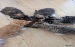 British Longhair cats for sale: 4 Longhaired British mix Kittens  - Image 9