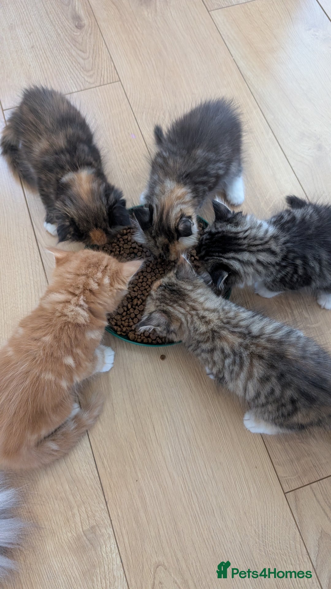 British Longhair cats for sale: 4 Longhaired British mix Kittens  - Image 9