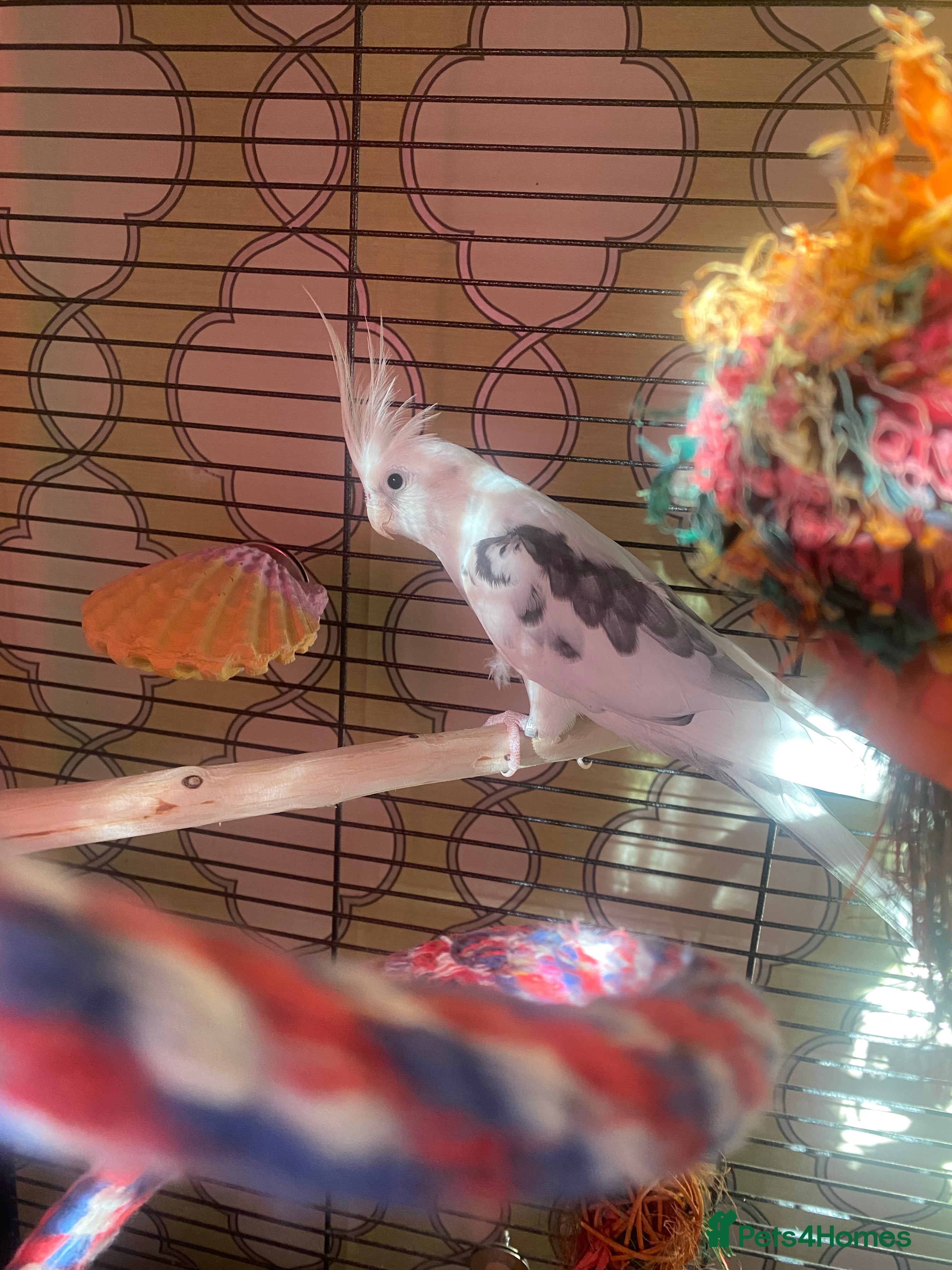 Cockatiels birds New home needed for Cockatiel  - Advert 1