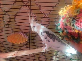 Cockatiels birds New home needed for Cockatiel - Advert 1