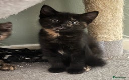 Domestic Shorthair cats for sale: Cute kittens in Dagenham - Image 25