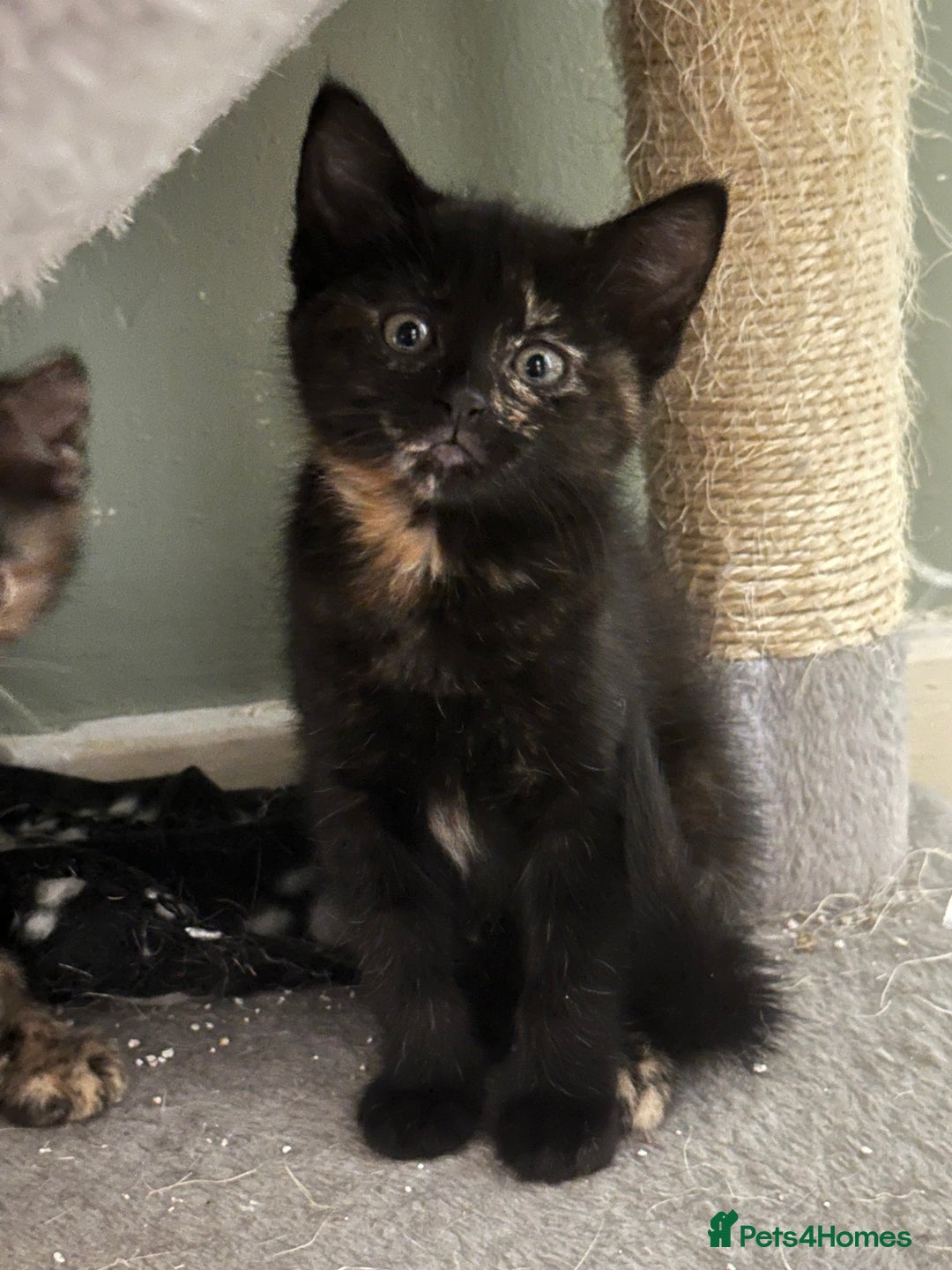 Domestic Shorthair cats for sale: Cute kittens in Dagenham - Image 25