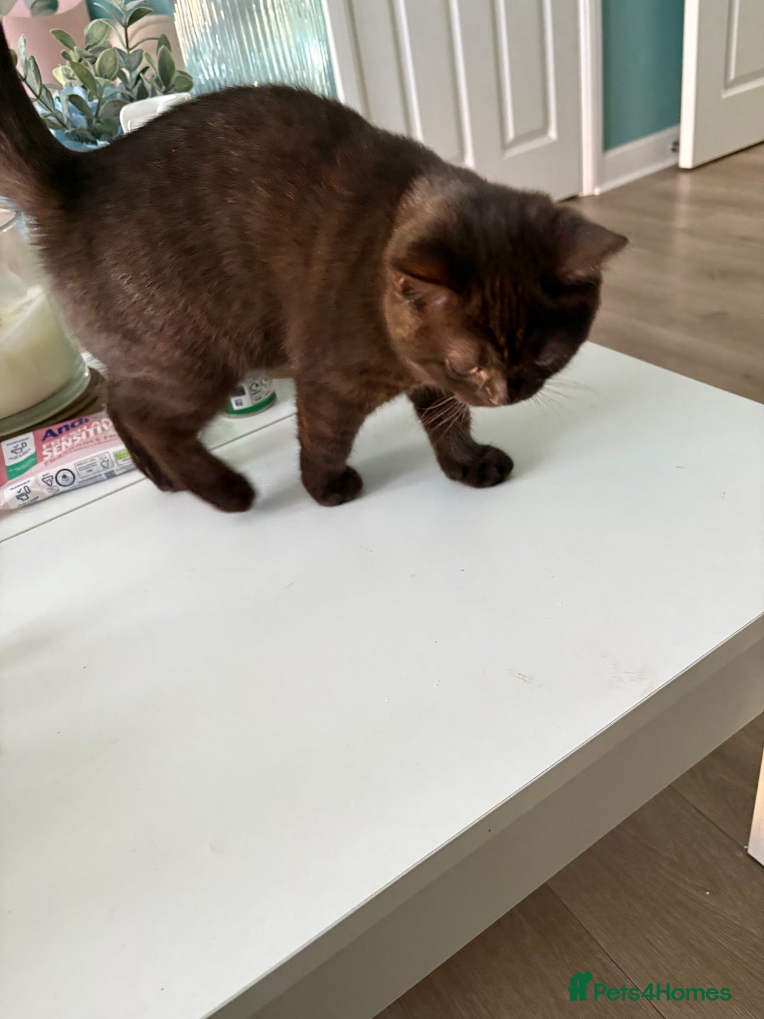 British Shorthair cats for sale: GCCF chocolate female BSH and 1 DSH female - Image 5