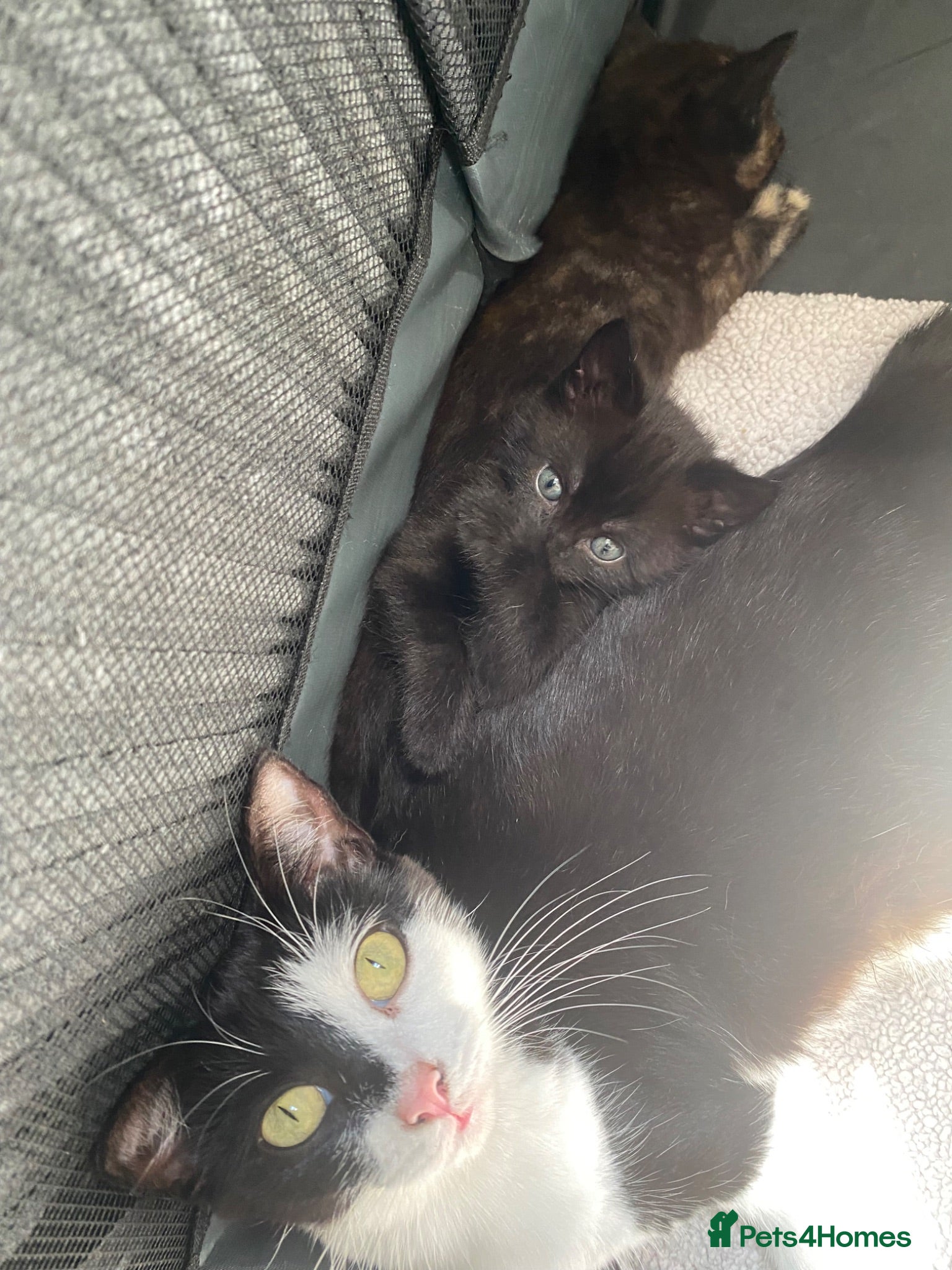 Domestic Shorthair cats Beautiful male kitten - Advert 18
