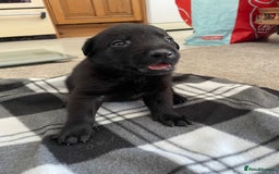 Mixed Breed dogs for sale: Belgium shepherd cross Rottweiler Labrador  - Image 24