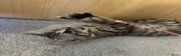 Domestic Shorthair cats for sale: Adorable Tabby Kittens Seeking Their Forever Homes - Advert 13