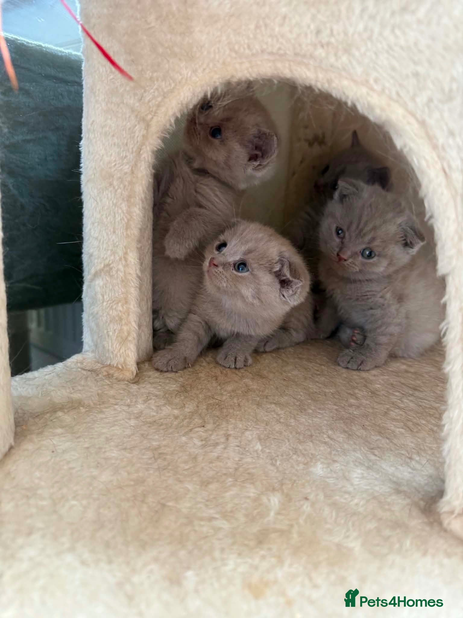 Scottish Fold cats 😻Scottish fold chocolate and lilac kittens😻 - Advert 1