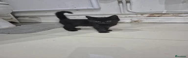 Black Short hair male