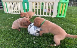 Labrador Retriever dogs for sale: Red fox / yellow KC Registered Labradors - Image 14