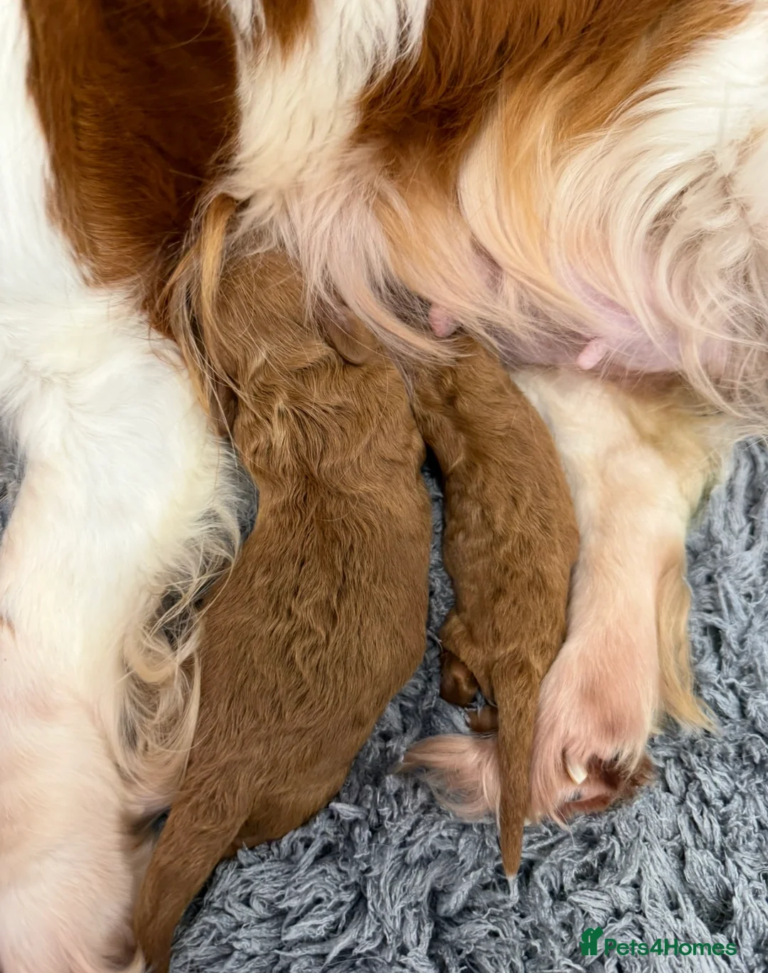 Cavapoo dogs for sale: Newest litter have arrived. 5 boys 4 girls  - Advert 9