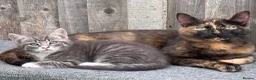 Mixed Breed cats for sale: ✨🩷💜🐾✨ Blue Tabby Girl Ready Now ✨🩷💜🐾✨  - Advert 11