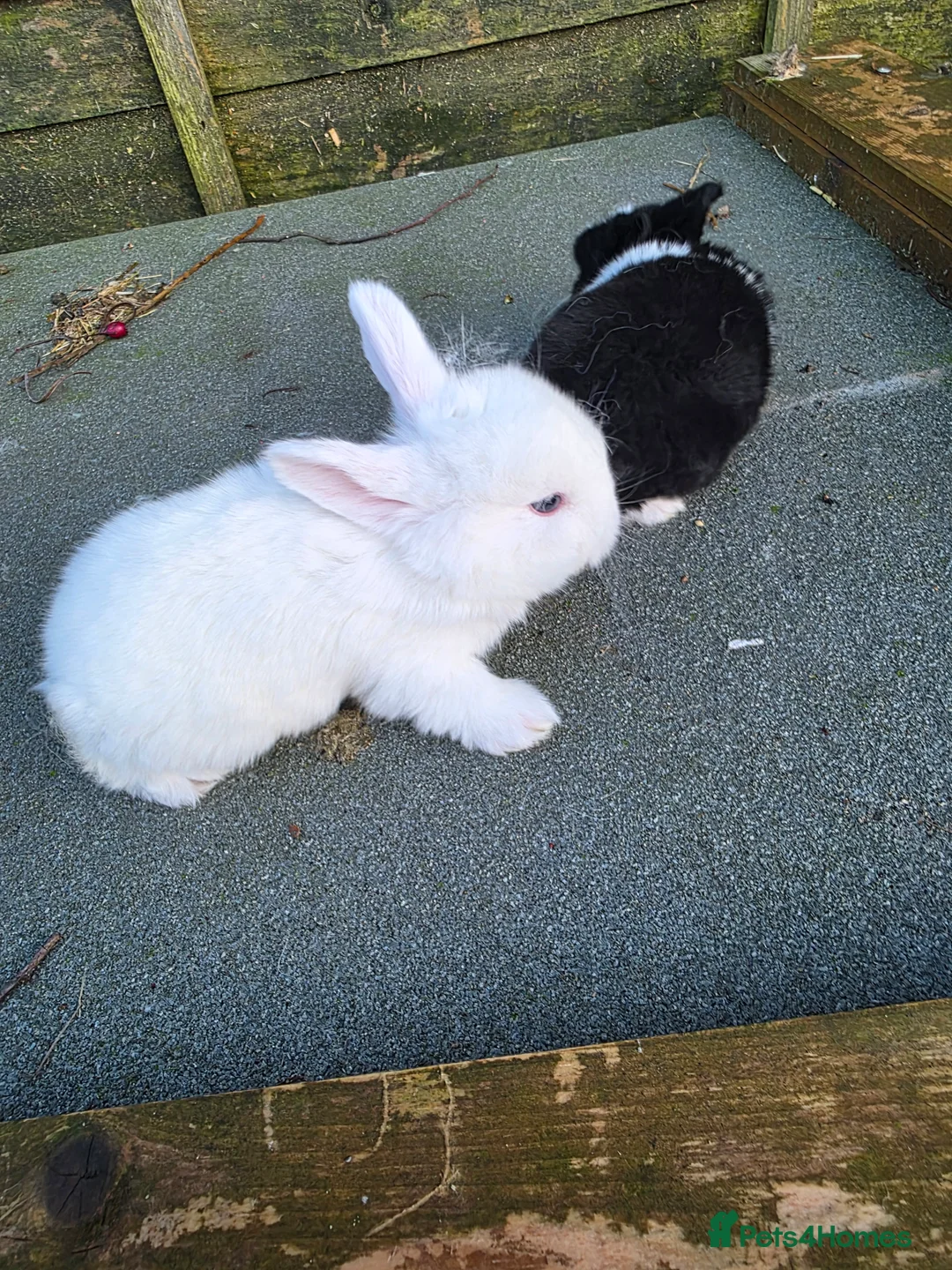 Mini Lop rabbits for sale: baby rabbit  in Chesterfield - Advert 6