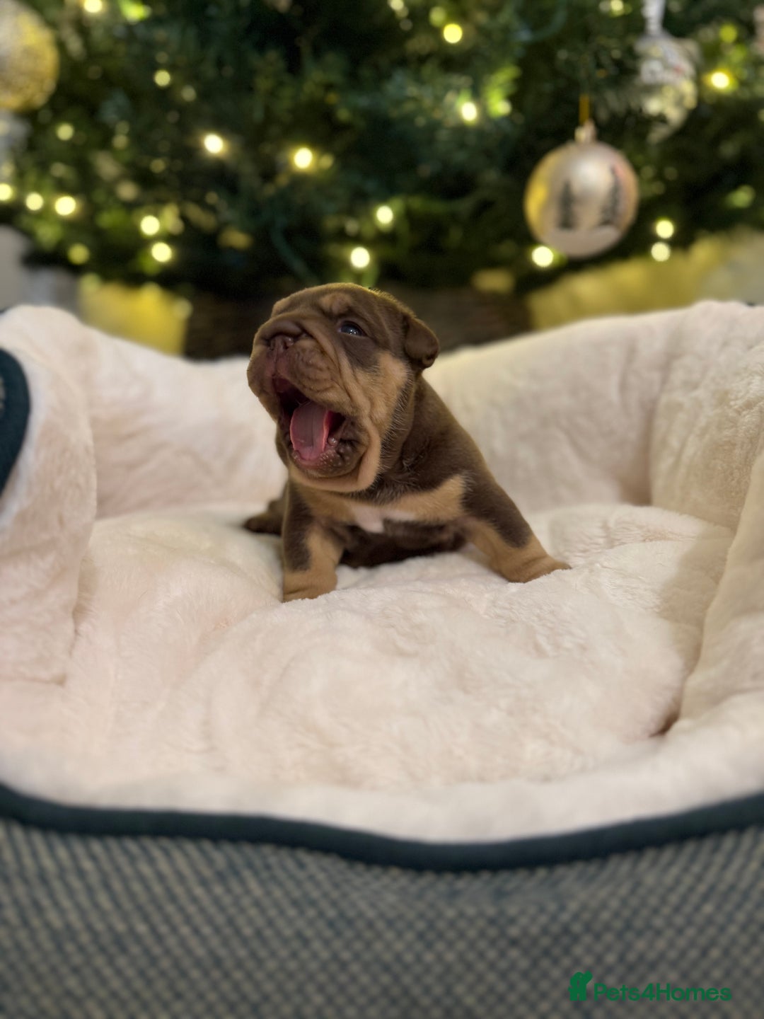 English Bulldog dogs for sale: Stunning English Bulldog Puppies 🐾🐶 - Advert 14