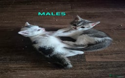 Mixed Breed cats for sale: 3 Beautiful Tabby/Russian Blue kittens - Image 14