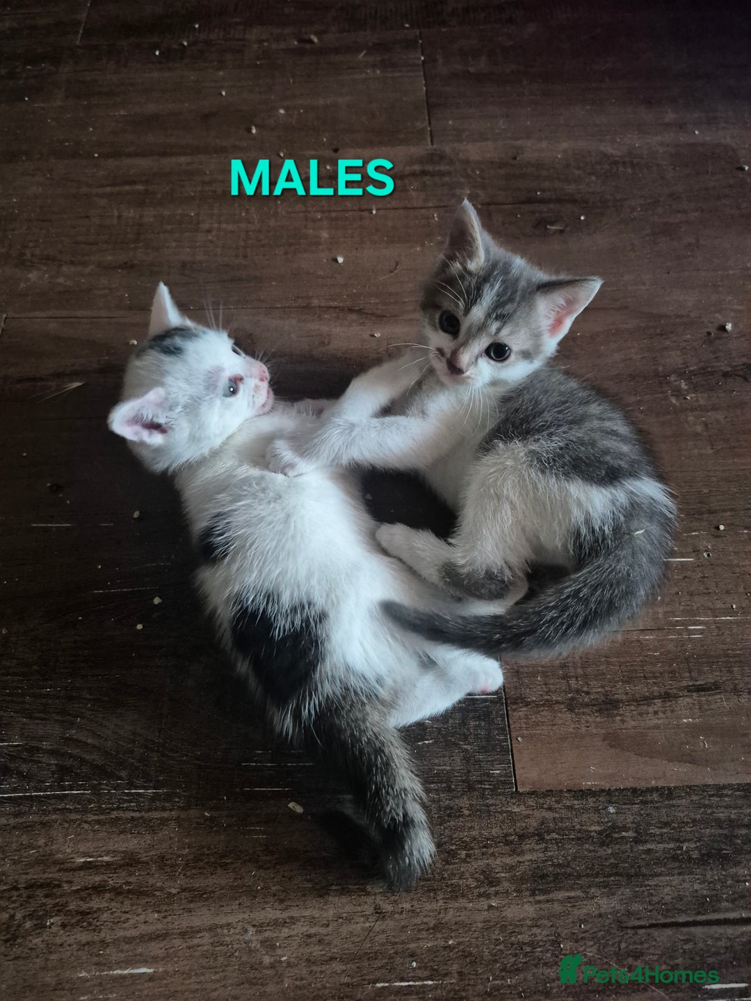 Mixed Breed cats for sale: 3 Beautiful Tabby/Russian Blue kittens - Image 14