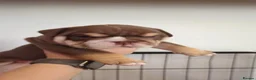English Bulldog dogs for sale: stunning Bulldog puppies in Weymouth - Advert 6
