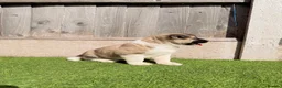 Akita dogs for sale: American Akita puppy’s for sale - Advert 9