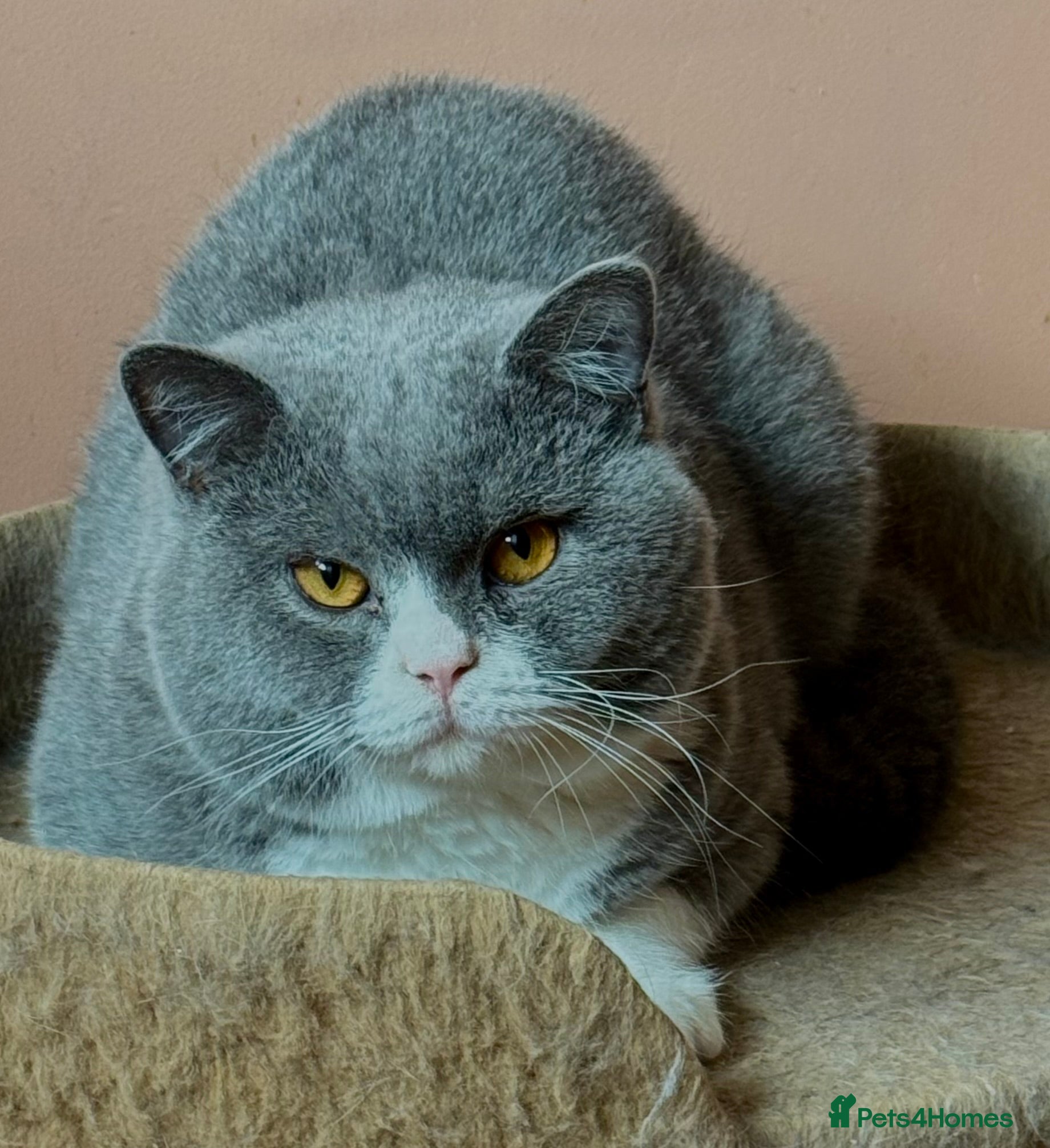 British Shorthair cats Stunning Pedigree GCCF BSH male for stud!! - Advert 17
