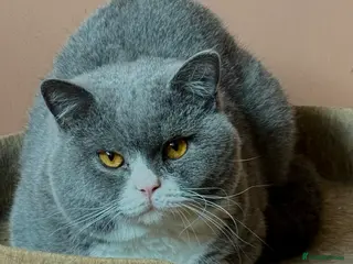 British Shorthair cats Stunning Pedigree GCCF BSH male for stud!! - Advert 12