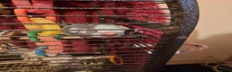 Parakeets birds for sale: Blue parkeet parrot  - Advert 1