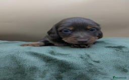 Miniature Dachshund dogs for sale: Beautiful miniature dachshund puppies - Image 5