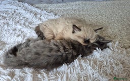 Ragdoll cats for sale: Gorgeous part ragdolls looking for loving homes! - Image 21