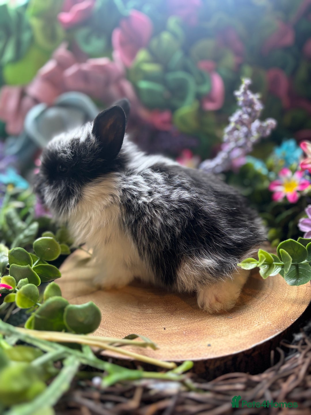 Mini Lion Lop rabbits for sale: Mini lion lops  - Advert 2