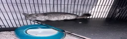 Chinchilla rodents for sale: 2 bonded male chinchillas  in Dudley - Advert 4