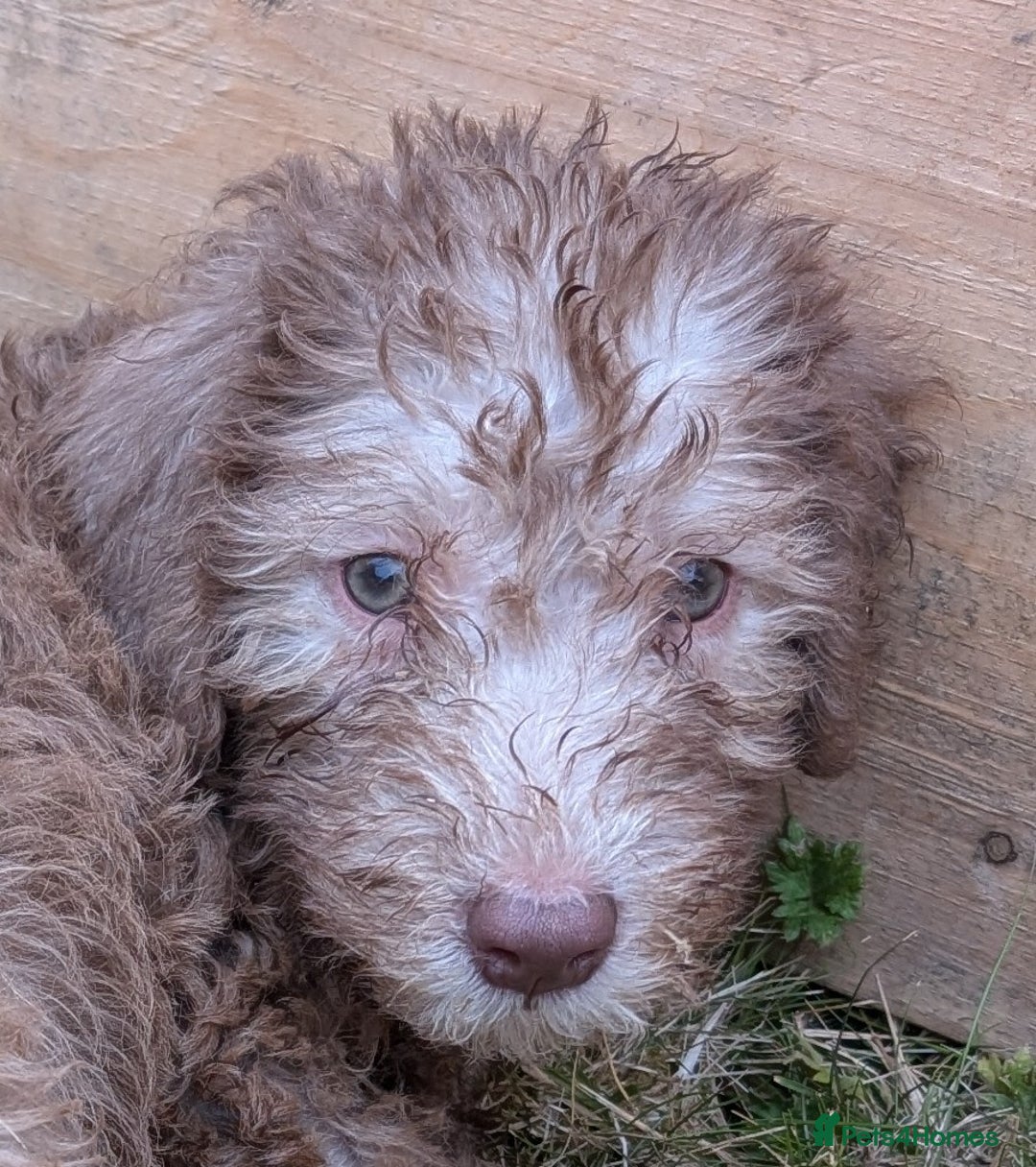 Bedlington Terrier dogs for sale: Bedlington terriers - working stock - Image 33