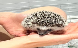 Pygmy Hedgehog rodents for sale: Male - Pigmy Hedgehog  in Chelmsford - Image 1