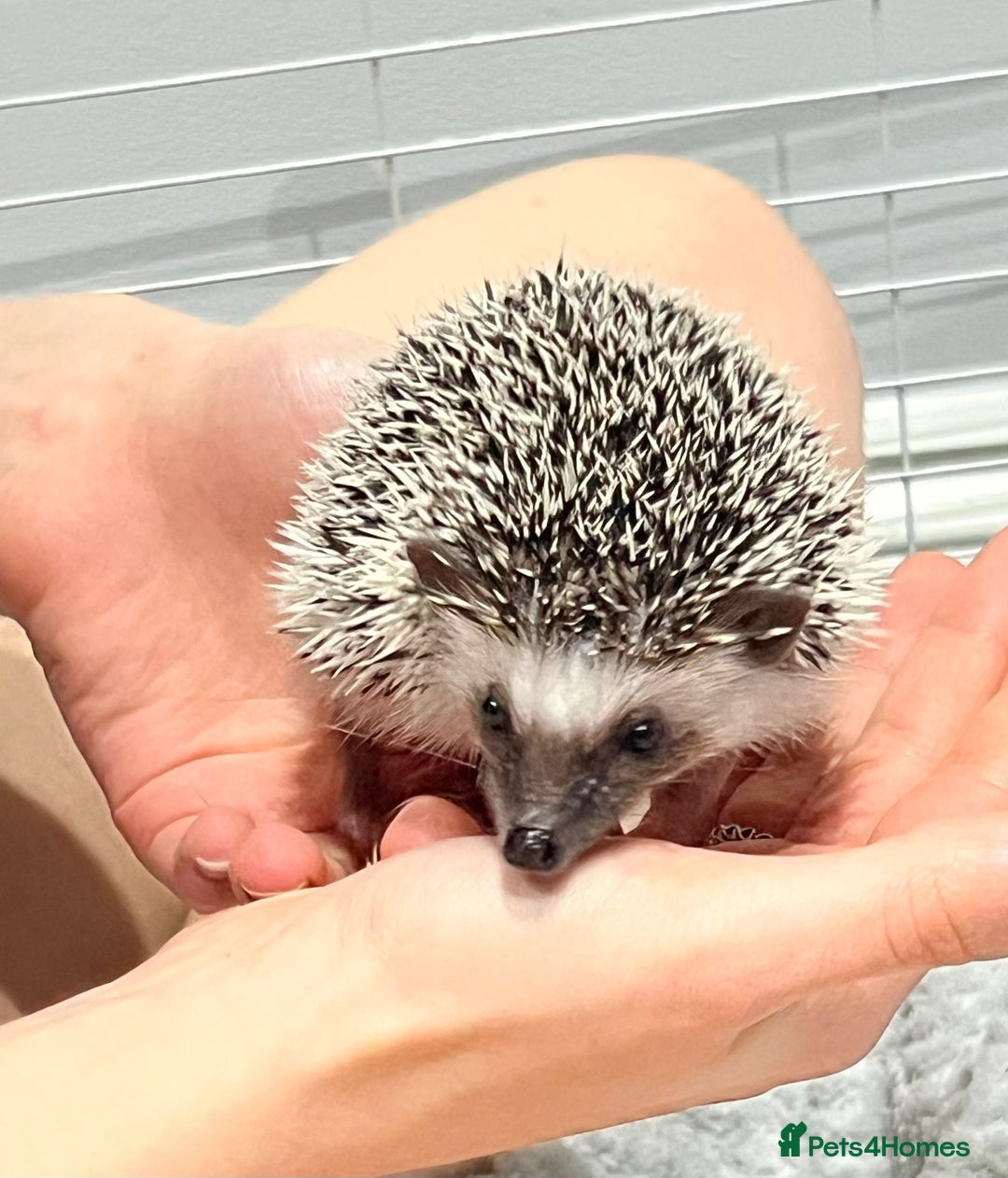 Pygmy Hedgehog rodents for sale: Male - Pigmy Hedgehog  in Chelmsford - Image 1